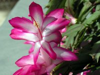 Christmas Cactus